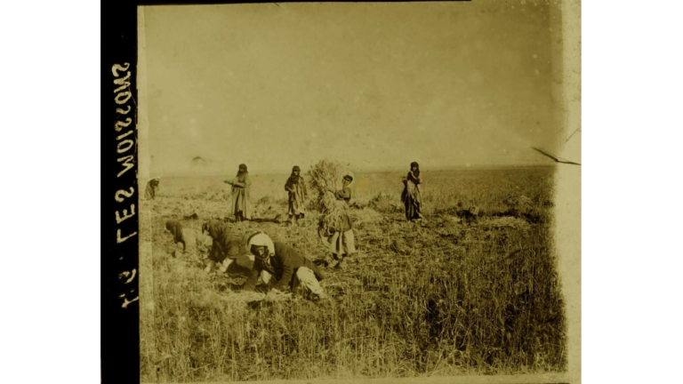 صورة لحصاد القمح في عام 1926م-جبل العرب