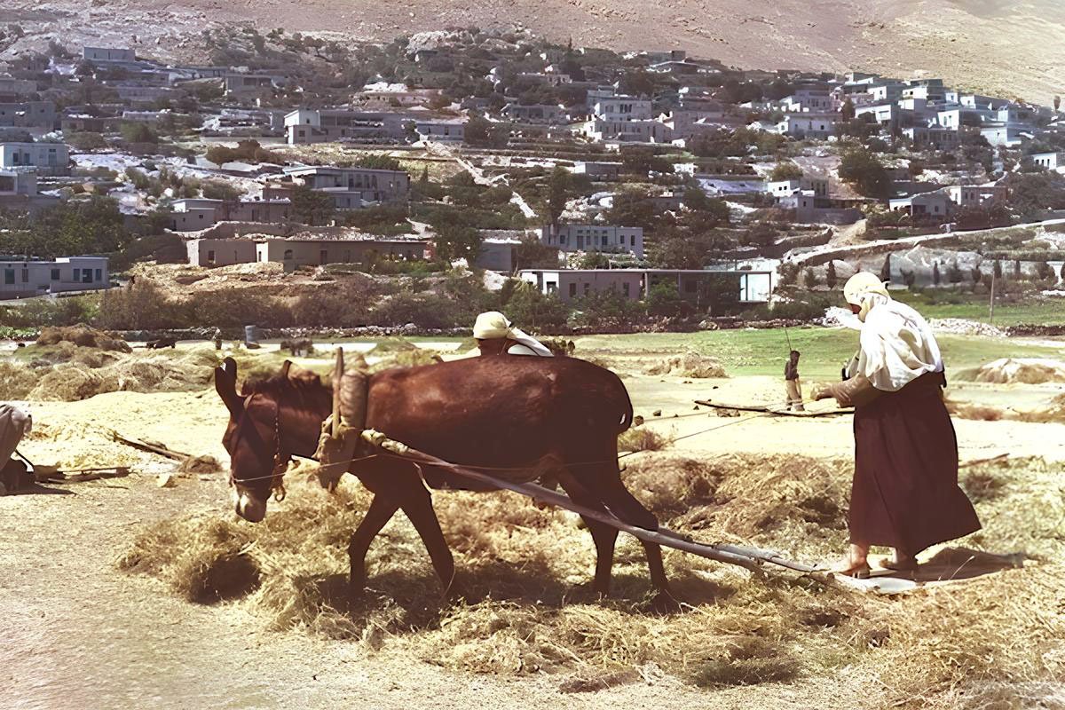 قرويون دروز يدرسون الذرة في مجدل شمس، مرتفعات الجولان، 1967.