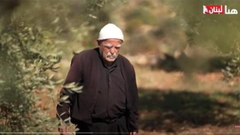 بالفيديو: موسم قطاف الزيتون في لبنان
