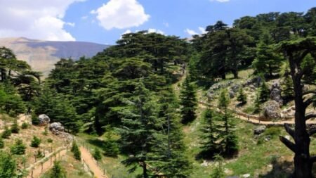 حماية للبيئة وسياحة في محمية أرز الشوف… لميا العلي: “الطبيعة إذا عطيتها بتعطيك” حماية للبيئة وسياحة في محمية أرز الشوف... لميا العلي: "الطبيعة إذا عطيتها بتعطيك"